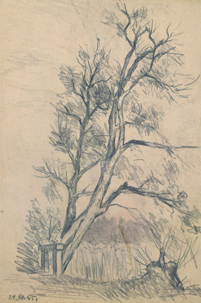 Konrad Sommer: Baumstudie 21.10.45, Bleistift auf Papier, 24,8 x 16,9 cm 