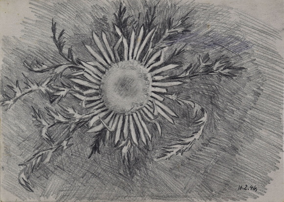 Konrad Sommer: Distel, 16.2.1946, Bleistift, Tusche grauem Papier, 17,4 x 24, 2 cm, bez. u.r.: 16.2.46