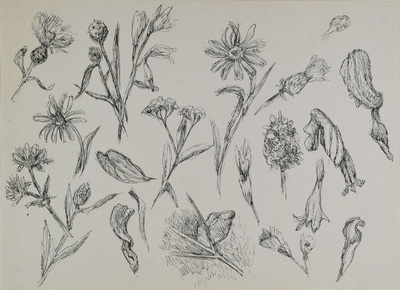 Konrad Sommer: Pflanzenstudien, um 1946, Tusche, Feder auf Papier, 21,0 x 28,7 cm, Sammlung Michael Gorkow