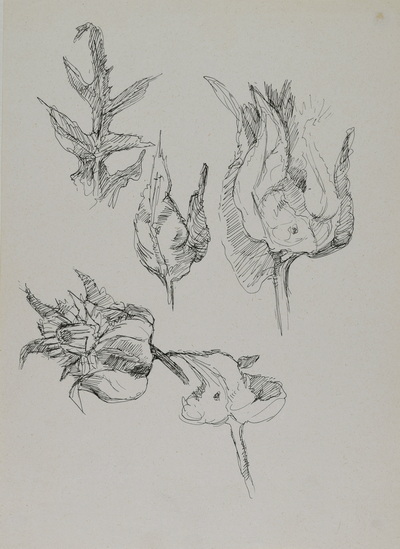 Konrad Sommer: Pflanzenblüten, um 1946, Tusche, Feder auf Papier, 28,7 x 21,0 cm, Sammlung Michael Gorkow