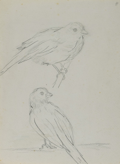 Konrad Sommer: Vogelstudien, um 1946, Bleistift auf Papier, 29,0 x 21,5 cm, Sammlung Michael Gorkow 
