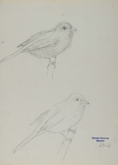 Konrad Sommer: Vogelstudien, Rückseite des vorangestellten Blattes, um 1946, Bleistift auf Papier, 29,0 x 21,5 cm, Sammlung Michael Gorkow 
