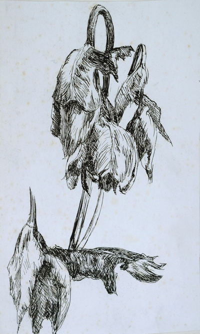 Konrad Sommer: Blütenstudie, um 1947,  Tusche, Feder auf Papier, 21,0 x 12,5 cm, Sammlung Michael Gorkow 