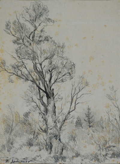 Konrad Sommer: Baumstudie, um 1947, Tusche, Feder auf Papier, 20,8 x 22,0 cm, Sammlung Michael Gorkow 