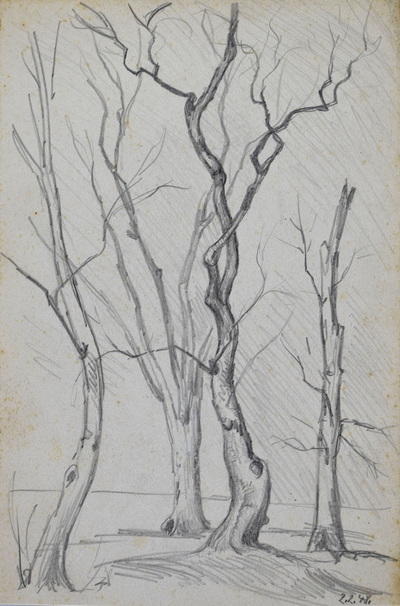 Konrad Sommer: Baumstudie, 2.2.1948,  Bleistift auf Papier, 27,30 x 18,2 cm