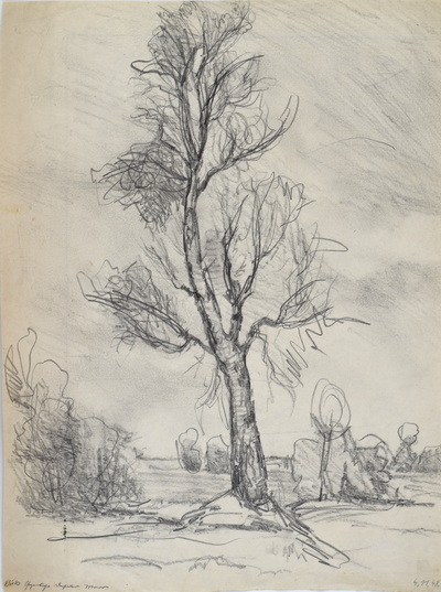 Konrad Sommer: Birke Dachauer Moos, 11.04.1948, Bleistift auf Papier, 35,7 x 26,5 cm