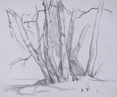 Konrad Sommer: Baumstudie, um 1948,  Bleistift auf Papier, 18,7 x 22,7 cm