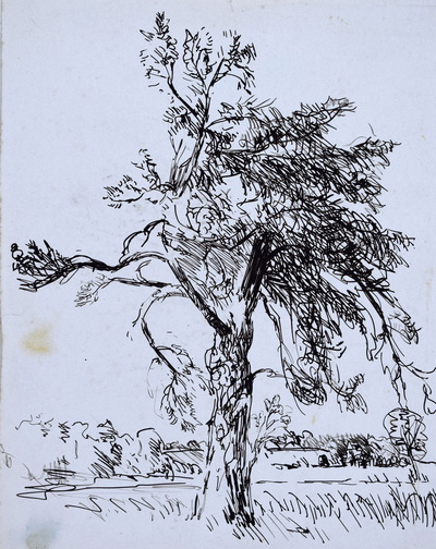 Konrad Sommer: Baumstudie, um 1950, Tusche, Feder auf Papier, 23,5 x 18,7 cm