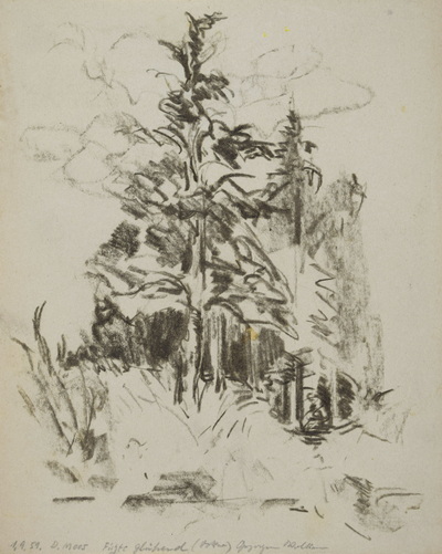Konrad Sommer: Kiefer im Dachauer Moos, 1.9.1951, Bleistift auf Papier, 23,2 x 18,8 cm, bez.u.l: D.Moos 1.9.51.