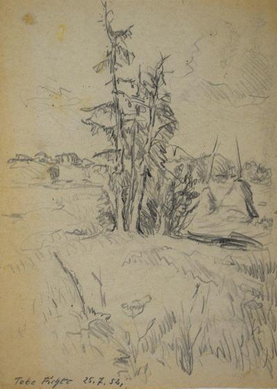 Konrad Sommer: Tote Fichte, 25.7.1952, Bleistift auf Papier, 23,5 x 17,0 cm, bez u.l.: Tote Fichte 25.7.52.,  Sammlung Michael Gorkow 