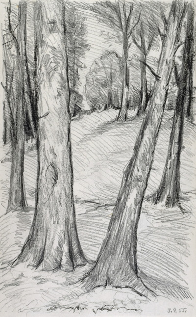 Konrad Sommer:  Bäume an einem Hang, 3.9.1955,  Bleistift auf Papier, 32,3 x 20,1 cm, bez.u.r.: 3.9.55.