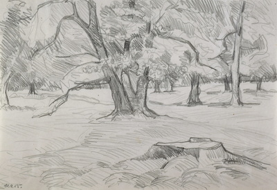 Konrad Sommer, Baumstudie, 11.9.1955,  Bleistift auf Papier, 20,2 x 29,5 cm, bez.u.l.:  11.9.55 
