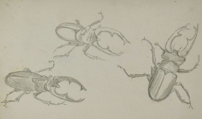 Konrad Sommer:  Hirschkäfer, um 1955,  Bleistift auf Papier, 17,6 x 29,3 cm