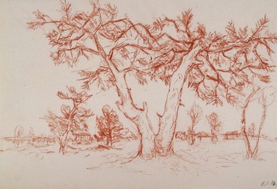 Konrad Sommer, Kiefern, 6.5.1956,  Rötel, Bleistift auf Papier, 20,1 x 30,2 cm, bez.u.r.:  6.5.56. 