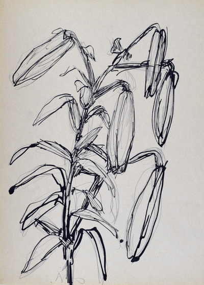 Konrad Sommer: Lilienstengel, um 1972, Tusche, Rohrfeder, Bleistift auf Papier, 31,8 x 22,6 cm