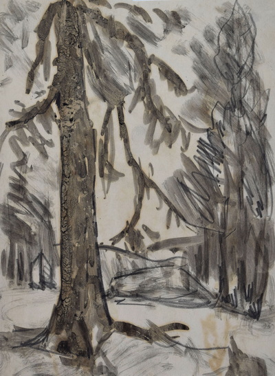 Konrad Sommer, Baumstudie, um 1977,  Tusche, Bleistift auf Papier, 27,2 x 20,2 cm 