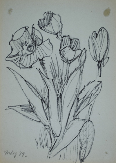 Konrad Sommer, Tulpen, März 1979, Filzstift, Bleistift auf Papier, 27,3 x 19,7 cm, bez.u.l.: März 79, Sammlung Michael Gorkow  