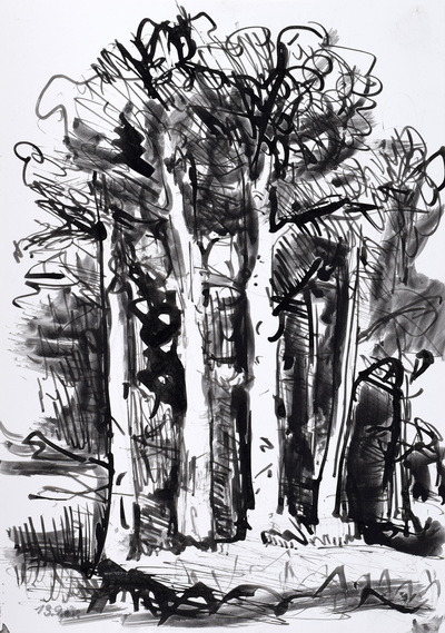 Konrad Sommer: Bäume, 13.9.1984, Tusche, Rohrfeder auf Papier, 31,5 x 22,0 cm, bez.u.l.: 13.9.84